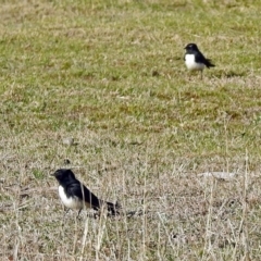 Rhipidura leucophrys at Paddys River, ACT - 19 Sep 2018 04:14 PM