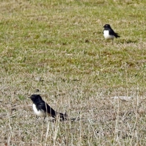 Rhipidura leucophrys at Paddys River, ACT - 19 Sep 2018