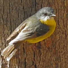 Eopsaltria australis (Eastern Yellow Robin) at Tidbinbilla Nature Reserve - 19 Sep 2018 by RodDeb