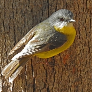 Eopsaltria australis at Paddys River, ACT - 19 Sep 2018