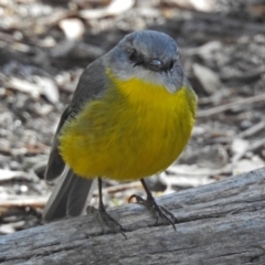 Eopsaltria australis at Paddys River, ACT - 19 Sep 2018 11:45 AM