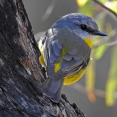 Eopsaltria australis at Paddys River, ACT - 19 Sep 2018