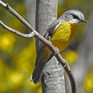 Eopsaltria australis at Paddys River, ACT - 19 Sep 2018