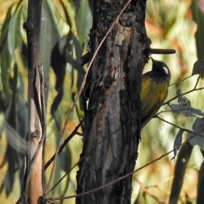 Nesoptilotis leucotis (White-eared Honeyeater) at Tidbinbilla Nature Reserve - 19 Sep 2018 by RodDeb