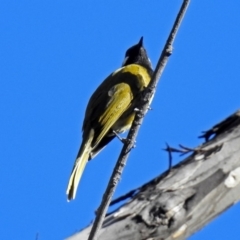 Nesoptilotis leucotis at Paddys River, ACT - 19 Sep 2018 03:16 PM