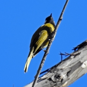 Nesoptilotis leucotis at Paddys River, ACT - 19 Sep 2018 03:16 PM