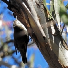 Cormobates leucophaea at Paddys River, ACT - 19 Sep 2018 12:03 PM