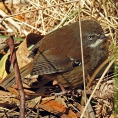 Sericornis frontalis (White-browed Scrubwren) at Tidbinbilla Nature Reserve - 19 Sep 2018 by RodDeb