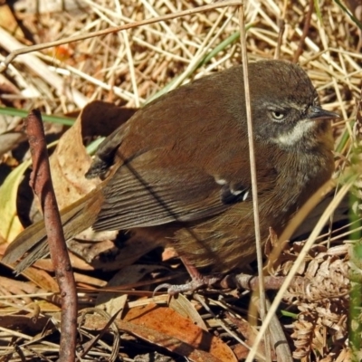 Sericornis frontalis (White-browed Scrubwren) at Tidbinbilla Nature Reserve - 19 Sep 2018 by RodDeb