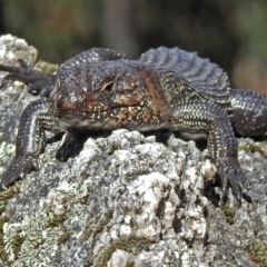 Egernia cunninghami (Cunningham's Skink) at Paddys River, ACT - 19 Sep 2018 by RodDeb