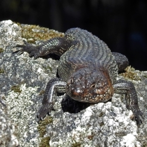 Egernia cunninghami at Paddys River, ACT - 19 Sep 2018 02:30 PM