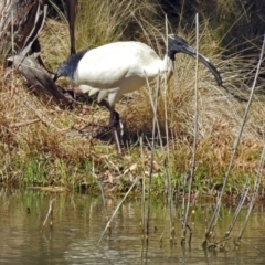 Threskiornis molucca (Australian White Ibis) at Tidbinbilla Nature Reserve - 19 Sep 2018 by RodDeb