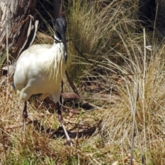 Threskiornis molucca at Paddys River, ACT - 19 Sep 2018 12:25 PM