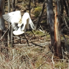 Threskiornis molucca at Paddys River, ACT - 19 Sep 2018