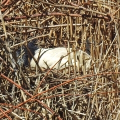 Threskiornis molucca at Paddys River, ACT - 19 Sep 2018 12:25 PM