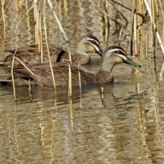 Anas superciliosa (Pacific Black Duck) at Paddys River, ACT - 19 Sep 2018 by RodDeb