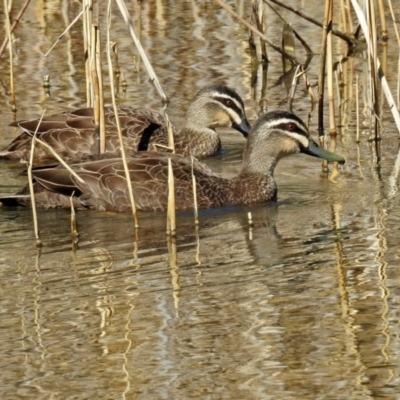 Anas superciliosa (Pacific Black Duck) at Paddys River, ACT - 19 Sep 2018 by RodDeb