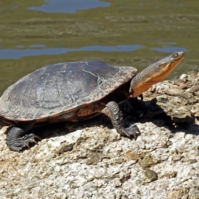 Chelodina longicollis (Eastern Long-necked Turtle) at Paddys River, ACT - 19 Sep 2018 by RodDeb