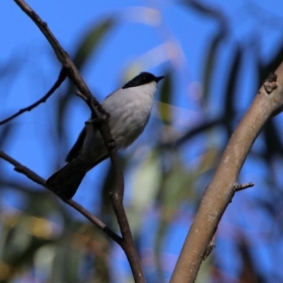 Myiagra inquieta at Tidbinbilla Nature Reserve - 19 Sep 2018 by RodDeb