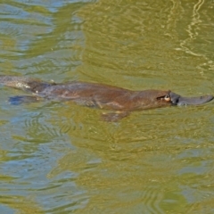 Ornithorhynchus anatinus (Platypus) at Tidbinbilla Nature Reserve - 19 Sep 2018 by RodDeb