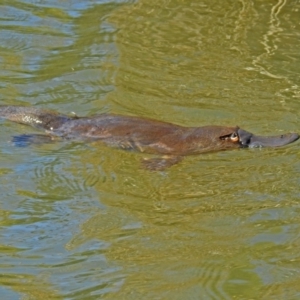 Ornithorhynchus anatinus at Paddys River, ACT - 19 Sep 2018