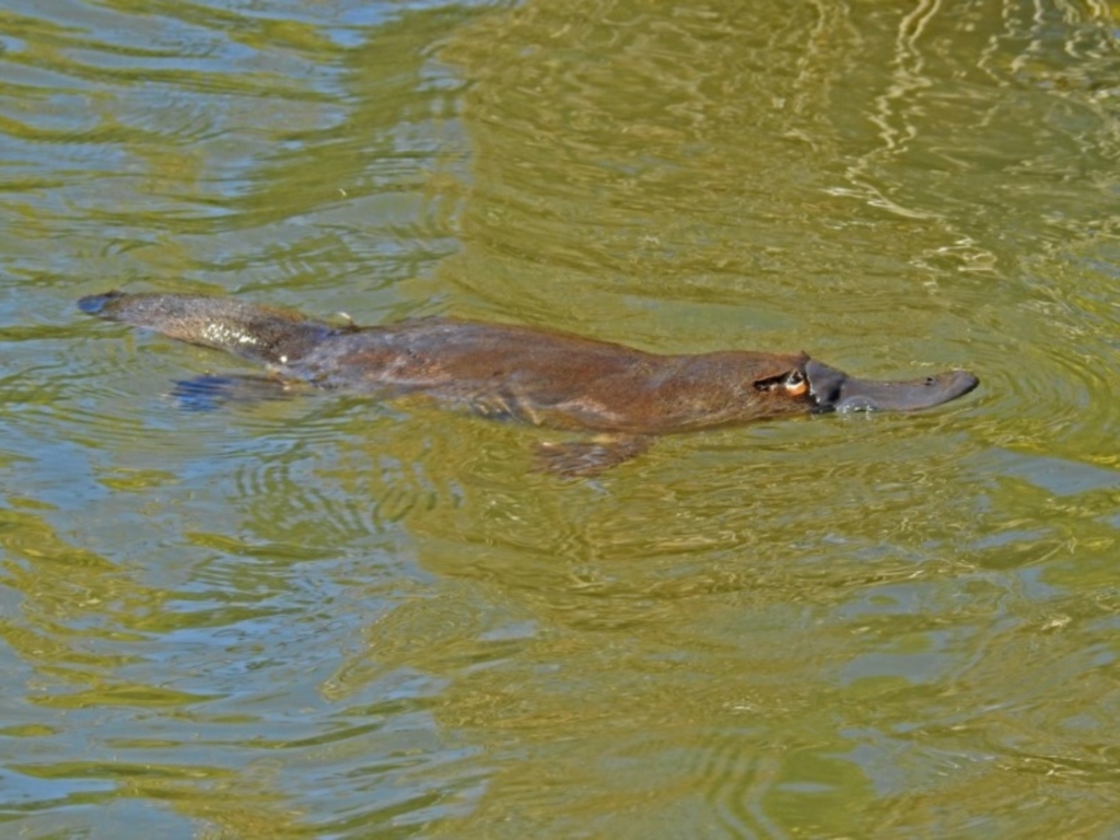 Ornithorhynchus anatinus at Paddys River, ACT - 19 Sep 2018