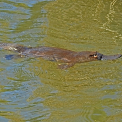 Ornithorhynchus anatinus (Platypus) at Paddys River, ACT - 19 Sep 2018 by RodDeb