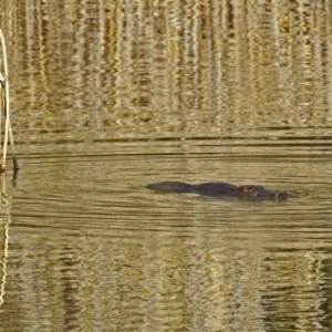 Ornithorhynchus anatinus at Paddys River, ACT - 19 Sep 2018