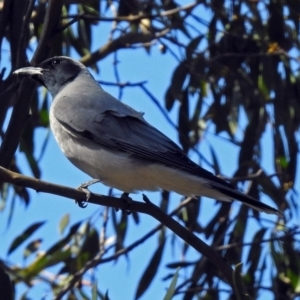 Coracina novaehollandiae at Paddys River, ACT - 19 Sep 2018