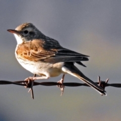 Anthus australis (Australian Pipit) at Tharwa, ACT - 19 Sep 2018 by RodDeb