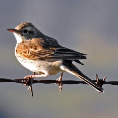 Anthus australis (Australian Pipit) at Tharwa, ACT - 19 Sep 2018 by RodDeb