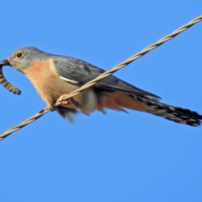 Cacomantis flabelliformis (Fan-tailed Cuckoo) at Tidbinbilla Nature Reserve - 19 Sep 2018 by RodDeb