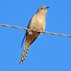 Cacomantis flabelliformis at Paddys River, ACT - 19 Sep 2018