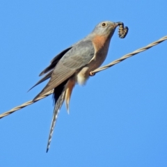 Cacomantis flabelliformis at Paddys River, ACT - 19 Sep 2018