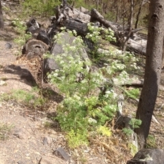 Conium maculatum (Hemlock) at Jerrabomberra, ACT - 15 Nov 2013 by Mike