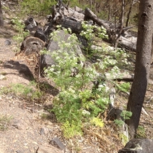 Conium maculatum at Jerrabomberra, ACT - 15 Nov 2013