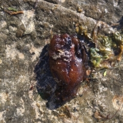 Aplysia juliana (SeaHare) at Pretty Beach, NSW - 20 Sep 2018 by Marg