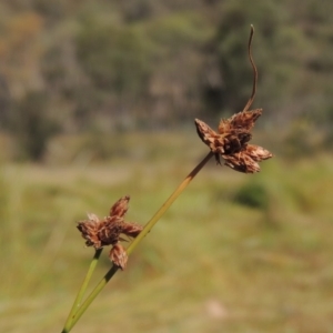 Fimbristylis sp. aff. dichotoma at Conder, ACT - 28 Feb 2018