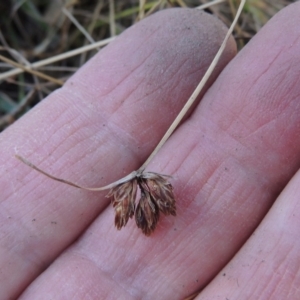 Fimbristylis sp. aff. dichotoma at Conder, ACT - 28 Feb 2018