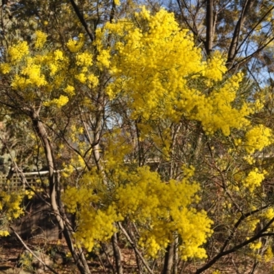 Acacia boormanii (Snowy River Wattle) at Griffith, ACT - 20 Sep 2018 by ianandlibby1