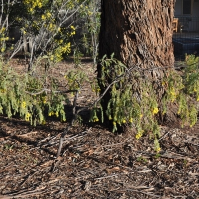 Acacia vestita (Hairy Wattle) at Griffith Woodland - 20 Sep 2018 by ianandlibby1