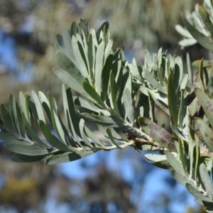 Acacia covenyi at Griffith, ACT - 21 Sep 2018