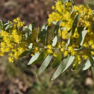 Acacia covenyi at Griffith, ACT - 21 Sep 2018 06:28 AM