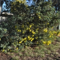 Acacia covenyi at Griffith, ACT - 21 Sep 2018 06:28 AM