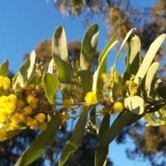 Acacia covenyi at Griffith, ACT - 21 Sep 2018 06:28 AM