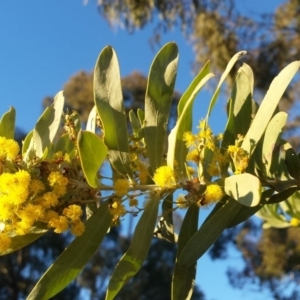 Acacia covenyi at Griffith, ACT - 21 Sep 2018 06:28 AM