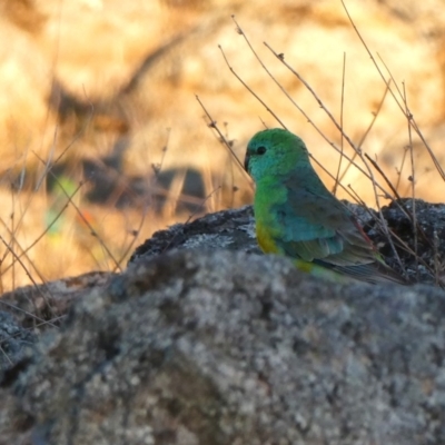 Psephotus haematonotus (Red-rumped Parrot) at Wandiyali-Environa Conservation Area - 20 Sep 2018 by Wandiyali