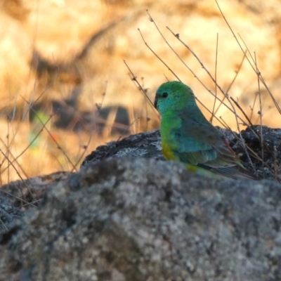 Psephotus haematonotus (Red-rumped Parrot) at Jerrabomberra, NSW - 21 Sep 2018 by Wandiyali