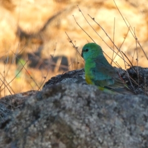 Psephotus haematonotus at Jerrabomberra, NSW - 21 Sep 2018