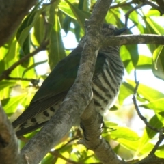 Chrysococcyx lucidus (Shining Bronze-Cuckoo) at Googong, NSW - 21 Sep 2018 by Wandiyali